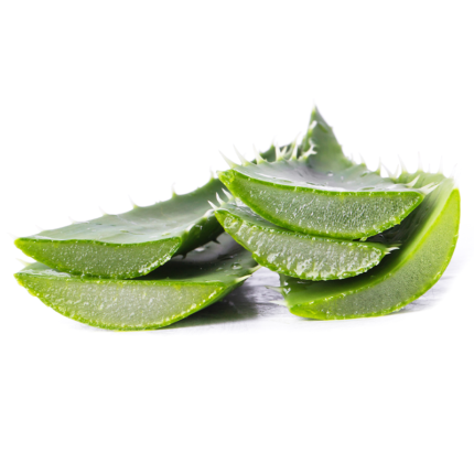 The leaves have white serrated edges and contain a clear gel-like substance. The plant is sitting on a windowsill, with sunlight filtering through the glass in the background.