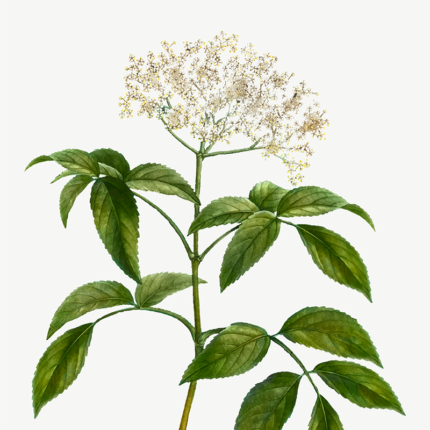 Fresh Angelica herb, a tall, green, leafy plant with hollow stems and serrated, toothed leaves. Angelica is known for its distinct aroma, with a sweet, herbal scent. It is often used in culinary applications and herbal medicine for its unique flavor and potential health benefits.