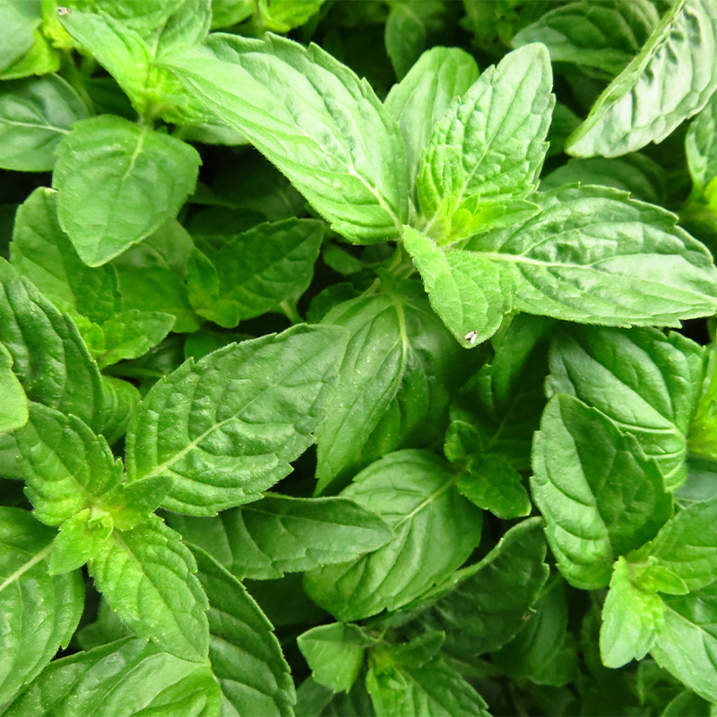 Basil Fresh basil leaves in a vibrant green color, with visible veins and a slightly crinkled texture. The leaves are arranged in a circular pattern, with one larger leaf in the center and several smaller leaves surrounding it. The basil is positioned against a blurred background, suggesting a natural outdoor setting.