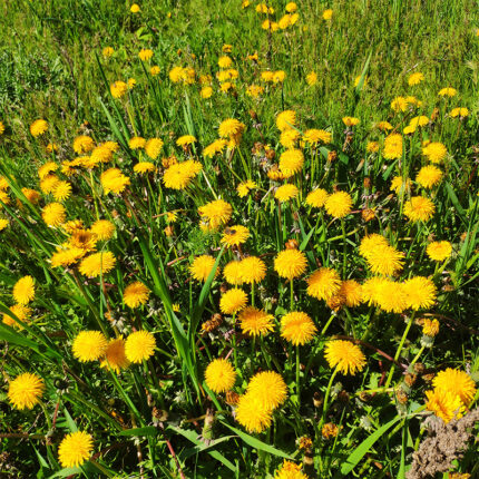 The plant has large, round, slightly fuzzy leaves that appear after the flower. Coltsfoot is a perennial herb native to Europe and Asia and is commonly used in herbal medicine for its potential anti-inflammatory and respiratory benefits.
