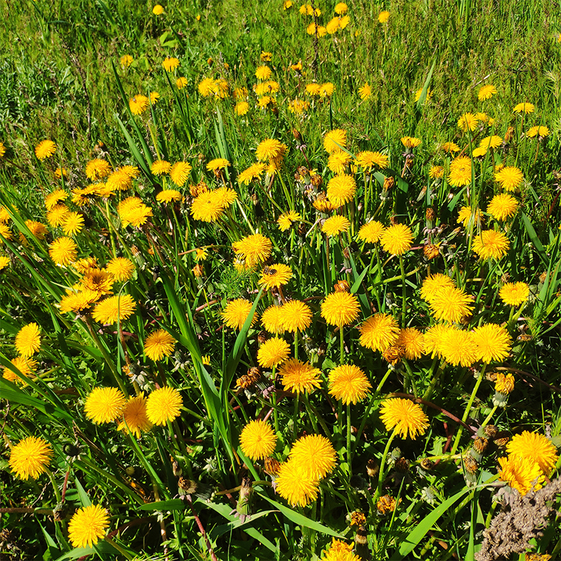 Coltsfoot (2) The plant has large, round, slightly fuzzy leaves that appear after the flower. Coltsfoot is a perennial herb native to Europe and Asia and is commonly used in herbal medicine for its potential anti-inflammatory and respiratory benefits.