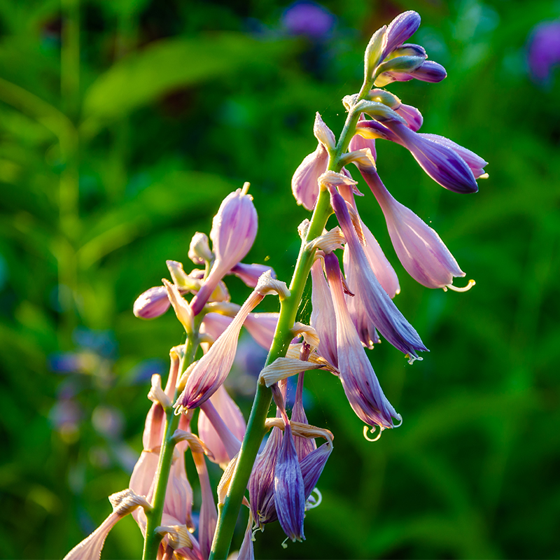 Comfrey The plant is a perennial herb native to Europe and Asia and is commonly used in herbal medicine for its potential healing properties. Comfrey is known for its ability to soothe inflammation and promote tissue repair, and it is often used topically as a poultice or salve.