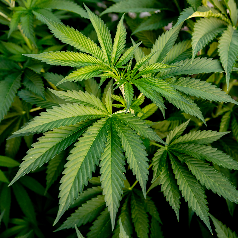Hemp Hemp seeds are small, brownish-gray seeds that have a nutty flavor and are high in protein, fiber, and healthy fats. They are used in a variety of foods, including protein bars, granola, and smoothies. Hemp seeds are also used in traditional medicine for their various health benefits, including reducing inflammation and promoting heart health.