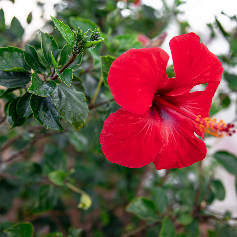 Hibiscus The petals are slightly ruffled at the edges and have a velvety texture. Hibiscus flowers are often used to make tea and other beverages due to their tangy, citrusy flavor and high vitamin C content.