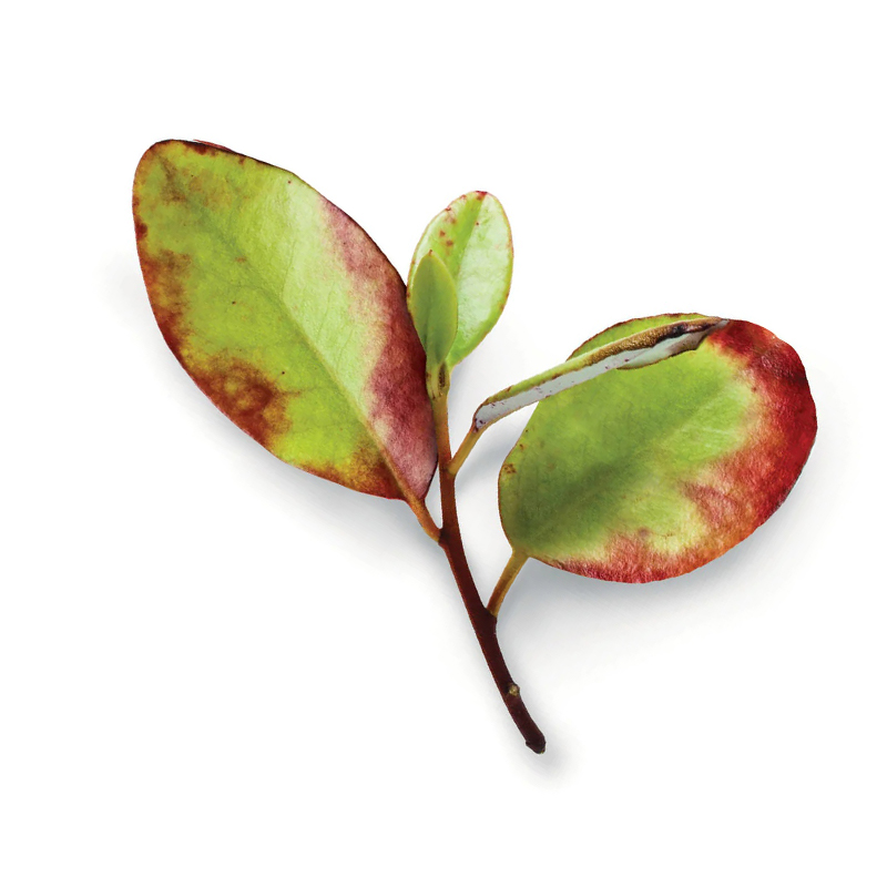 Horopito_ The leaves are oblong in shape and have a glossy appearance. Horopito leaves are often used as a culinary spice and traditional herbal remedy in Maori culture.