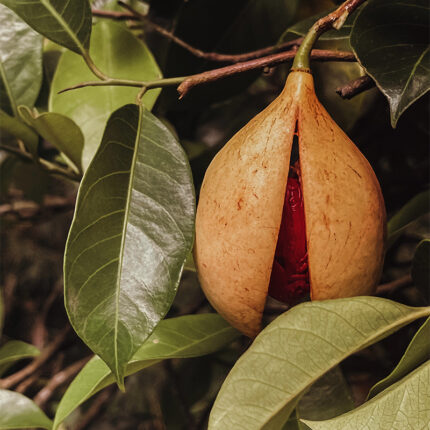Brown, dried and outer covering of nutmeg seed - used as a spice.