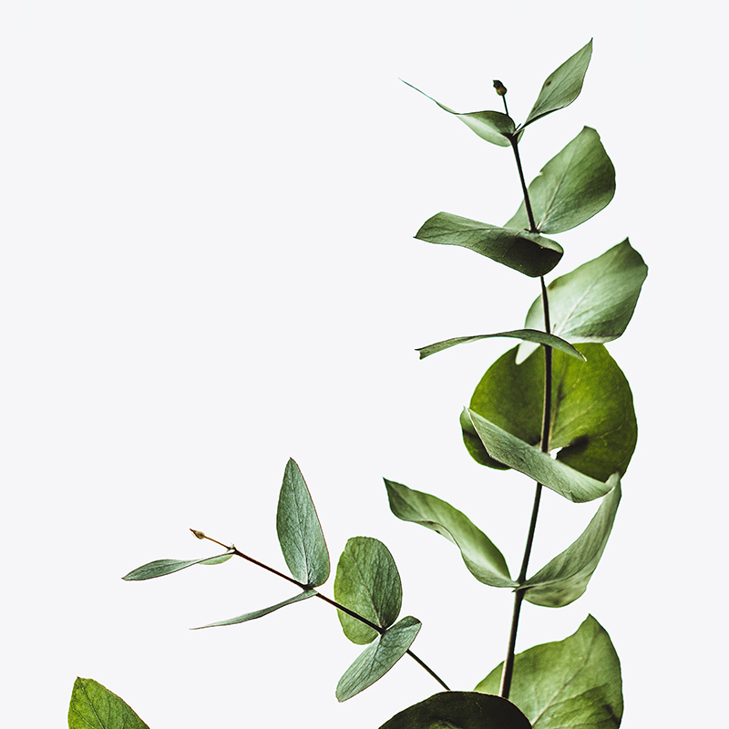 Makrut Lime Leaf Dark green, aromatic leaf used in Thai cuisine for its distinct citrus flavor.