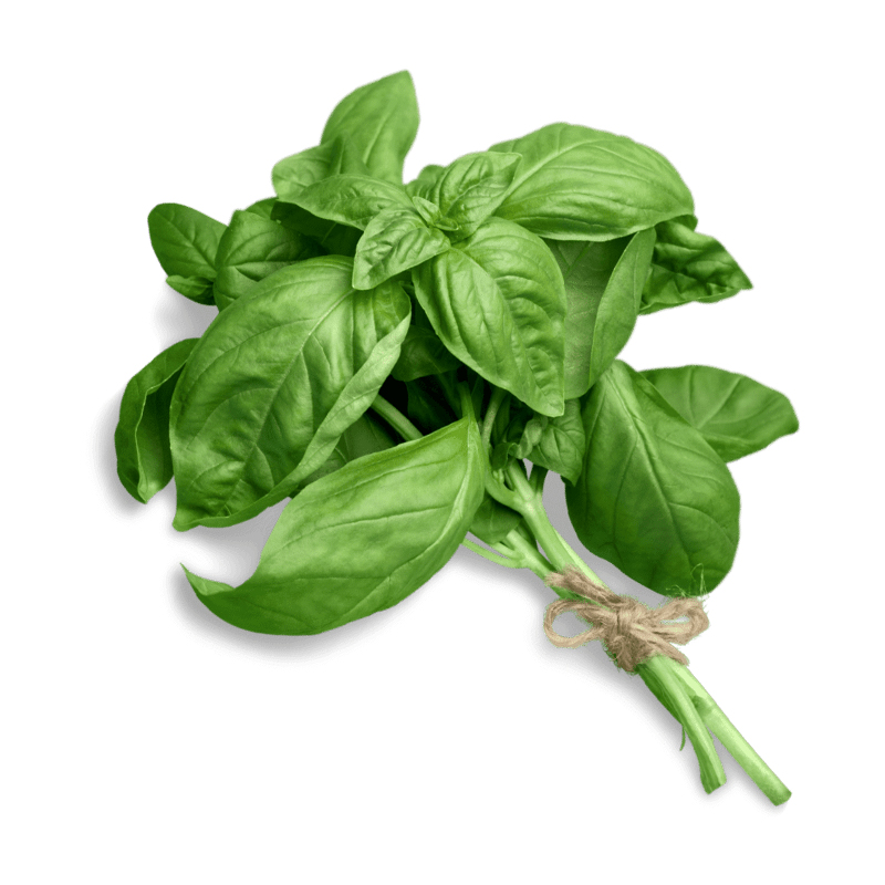 Maori Bush Basil Dried The dried leaves have a dark green color and a unique shape, resembling small elongated leaves with serrated edges. Maori Bush Basil is highly valued for its aromatic and medicinal properties.