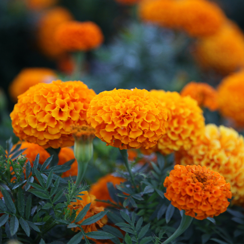 Marigold Marigold" is ambiguous as it refers to different plants. Please specify which type of marigold you are referring to.