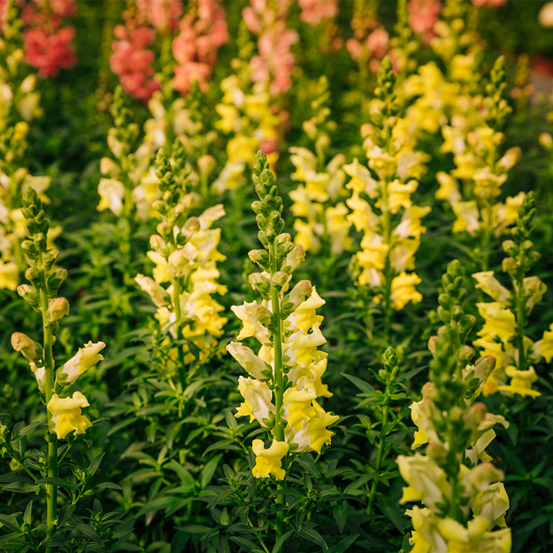 Mullein - Verbascum Mullein, also known as Verbascum, is a medicinal plant commonly used in herbal remedies for respiratory ailments, such as coughs and congestion. It is also used as a natural remedy for other health issues, such as earaches, skin irritation, and inflammation.