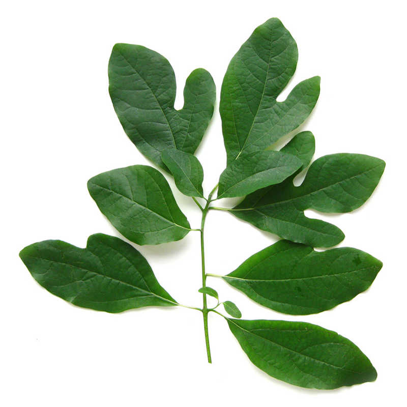 Sassafras The sassafras leaves are medium-sized with a bright green color and a distinctive three-lobed shape. They are arranged in a cluster and fill the frame of the image. The image captures the appearance of dried sassafras leaves, a plant commonly used for its unique flavor and medicinal properties.