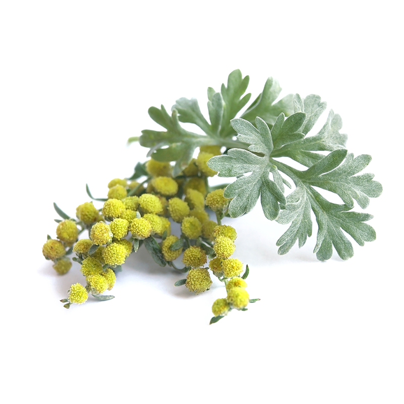 Wormwood A plant of wormwood, known for its grayish-green leaves and bitter taste. Wormwood is a medicinal herb and has been used for centuries in traditional medicine to treat various ailments such as digestive problems and fever. It is also used in the production of the alcoholic beverage absinthe and as a flavoring agent in some culinary dishes.