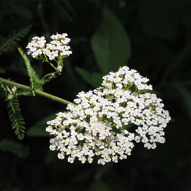 Yarrow bunch of yarrow flowers, known for their flat, clustered shape and a range of colors including white, yellow, pink, and red. Yarrow is a medicinal herb and has been used for centuries in traditional medicine to treat various ailments such as fever, colds, and digestive problems. It is also used as a flavoring agent in some culinary dishes.
